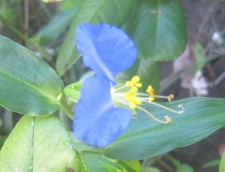 IMG_0218.JPG
