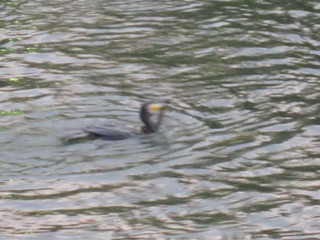 IMG_1558.JPG