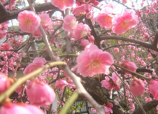 IMG_1611.JPG