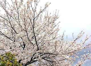 IMG_20250406_123543.jpg