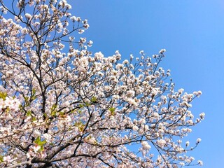 IMG_20250409_072823.jpg