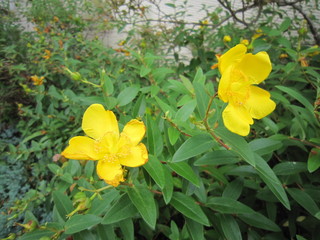 IMG_4738.JPG